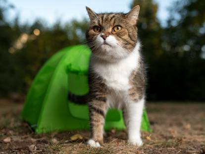 Un chat sort d'une minuscule tente verte