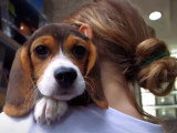 250 animaux maltraités saisis dans une animalerie à Paris