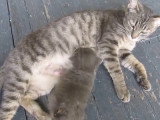 Un chaton sauvé d'une poubelle