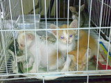 Adopter un chat de laboratoire