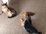 Ce que vous devez savoir avant d'adopter un Bengal