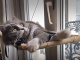 Un chat peut-il être heureux en appartement ?