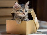 Un chaton dans un cadeau de Noël