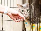 Une personne tendant la main vers un chat installé dans une cage au sein d'un refuge
