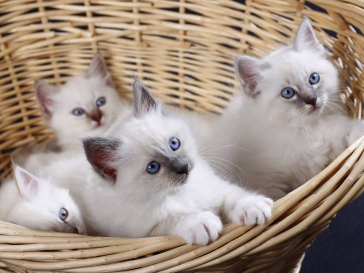 Une portée de chatons dans un panier