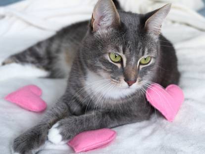 Un beau chat gris et blanc allongé sur le lit avec des coeurs