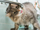 Un chat en train de boire au robinet