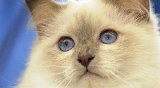 Un chat qui mange de la pâtée