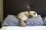 Les besoins alimentaires pour un chat