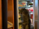 Des chats prêts à tout pour manger