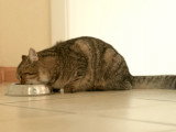 Apprendre à bien nourrir son chaton