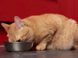 L'alimentation du chat tout au long de sa vie