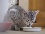 4 conseils pour bien nourrir son chat