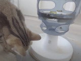Bien aménager le coin repas du chat