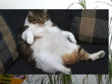 Comment choisir les croquettes pour son chat