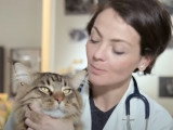 Attention aux aliments toxiques pour les chats