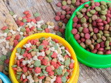 Des gamelles contenant des croquettes pour chat