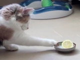 Un chat joue avec un morceau de citron