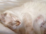 Des chatons de race Sacré de Birmanie qui tètent leur mère