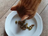 Un chat goûte des olives