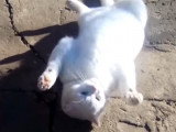 Des chats deviennent fous avec des olives