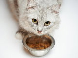Un chat n'a pas envie de manger ses croquettes