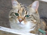 Un chat curieux observe des abeilles dans leur ruche