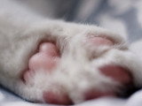 Les coussinets du chat : nombre, rôle, couleur...