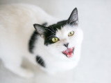 Un chat noir et blanc en train de miauler