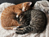 Deux chats tigrés dormant ensemble sur un lit