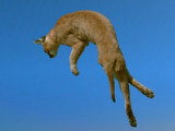 Comment les chats retombent-ils sur leurs pattes ?