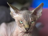 Un chat sans poil avec un regard effrayant