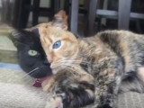 Venus, le chat tricolore au double visage