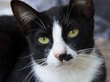 Vue proche d'un chat noir et blanc