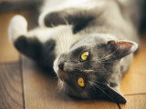 Un chat blanc et gris allongé sur le sol
