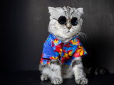 Un chat tigré habillé et portant des lunettes de soleil rondes