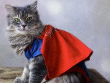 Un Maine Coon portant une cape de héros rouge