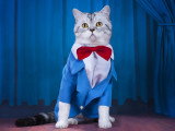 Un chat sur une scène portant un costume bleu avec un nœud papillon
