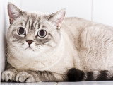 Un chat avec un air stressé