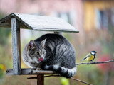 Un chat assis sur un perchoir à oiseau, léchant ses babines en regardant un oiseau posé à côté