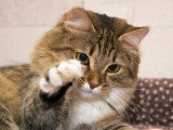 Un chat tigré levant sa patte gauche