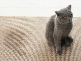 Un chat a uriné sur le tapis