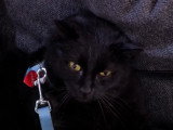 Doit-on laisser sortir son chat