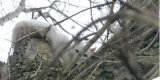 Un chat coincé à 25m de hauteur