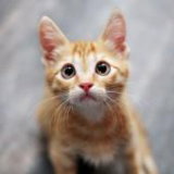 Les chats retombent toujours sur leurs pattes