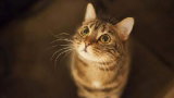 Le chat est nyctalope