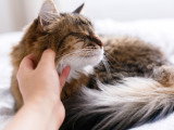 Une femme caresse un gros chat à poil long