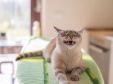 Un chat tigré en train de miauler