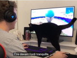 Que se passe-t-il dans la tête d'un chat ?