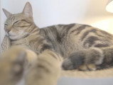 Le sommeil des chats